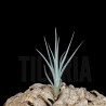 Tillandsia lorentziana (blue flower)