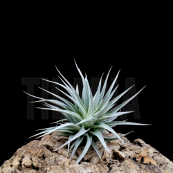 Tillandsia recurvifolia