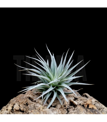 Tillandsia recurvifolia