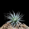 Tillandsia recurvifolia