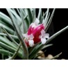 Tillandsia recurvifolia