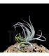 Tillandsia recurvifolia v. subsecundifolia
