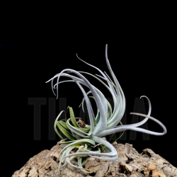 Tillandsia recurvifolia v. subsecundifolia