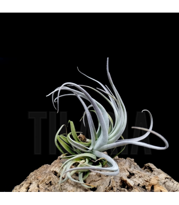 Tillandsia recurvifolia v. subsecundifolia