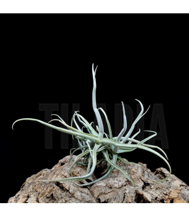 Tillandsia reichenbachii