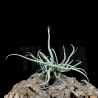 Tillandsia reichenbachii