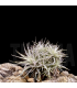 Tillandsia tectorum clump S