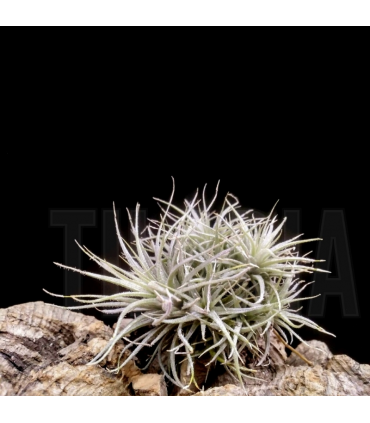 Tillandsia tectorum clump S