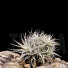 Tillandsia tectorum clump S