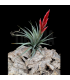 Tillandsia vernicosa