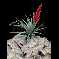 Tillandsia vernicosa