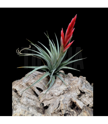 Tillandsia vernicosa