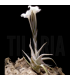 Tillandsia xiphioides