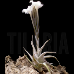 Tillandsia xiphioides