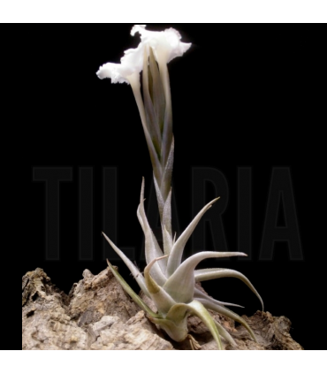 Tillandsia xiphioides