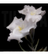 Tillandsia xiphioides