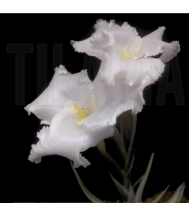 Tillandsia xiphioides