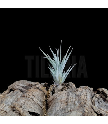 Tillandsia cardenasii
