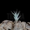Tillandsia cardenasii