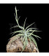Tillandsia cacticola