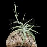 Tillandsia cacticola