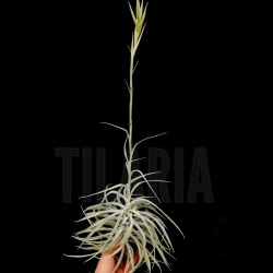 Tillandsia cacticola II