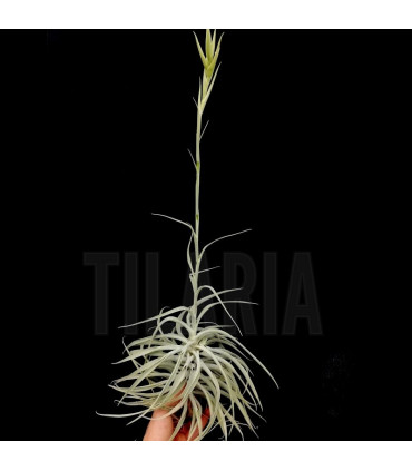 Tillandsia cacticola II