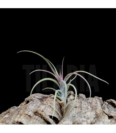 Tillandsia 'Califano'