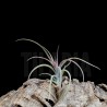 Tillandsia 'Califano'