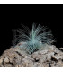 Tillandsia fuchsii f. gracilis