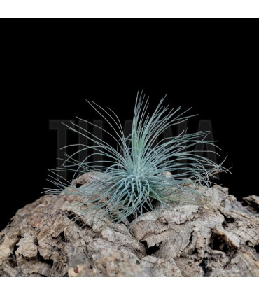 Tillandsia fuchsii f. gracilis