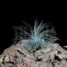 Tillandsia fuchsii f. gracilis