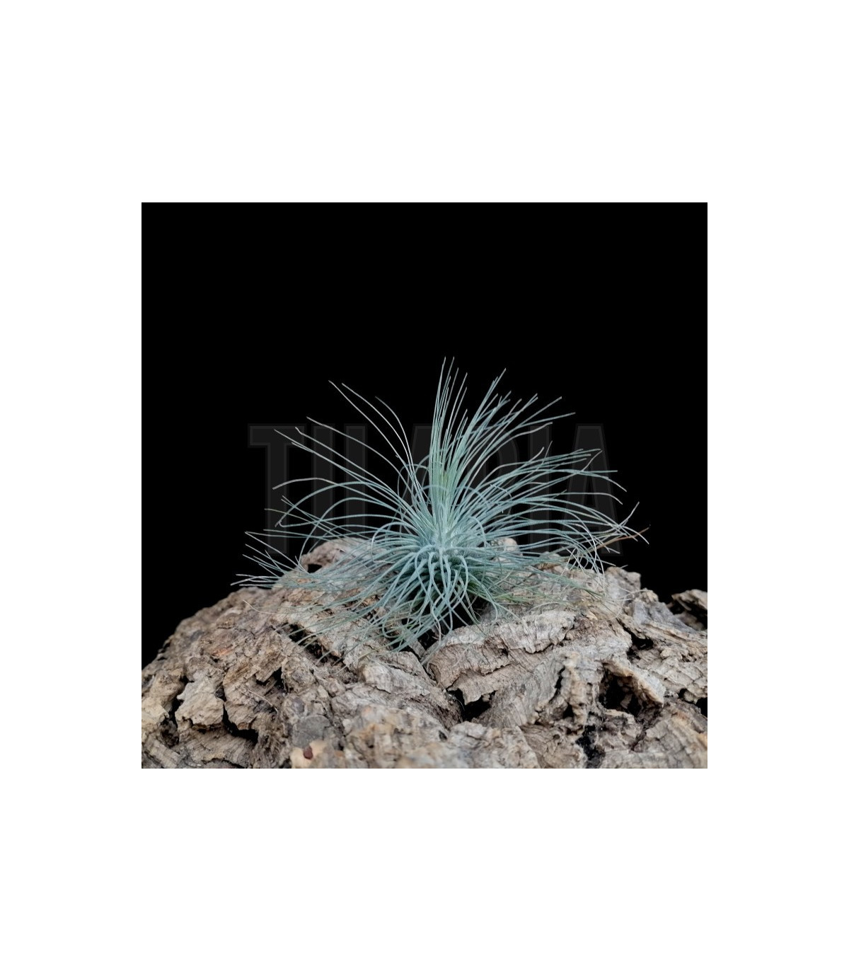 medium sized indoor plants The Big and Bright Duo Houseplants - Large (tall) Grow Pots