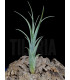 Tillandsia caput medusae x flabellata