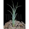 Tillandsia caput medusae x flabellata
