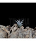 Tillandsia schatzlii