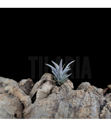Tillandsia schatzlii