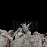 Tillandsia schatzlii