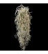Tillandsia usneoides 'curly' (yellow flower)