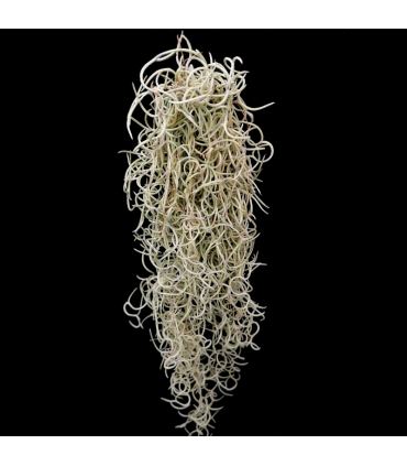 Tillandsia usneoides 'curly' (flor amarilla)