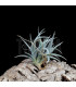 Tillandsia 'Mystic Trumpet'