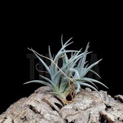 Tillandsia 'Mystic Trumpet'