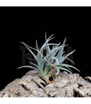 Tillandsia 'Mystic Trumpet'
