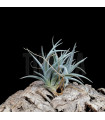 Tillandsia 'Mystic Trumpet'