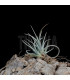 Tillandsia toropiensis