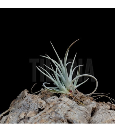 Tillandsia toropiensis