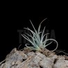 Tillandsia toropiensis