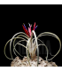 Tillandsia caput medusae x flabellata