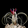 Tillandsia caput medusae x flabellata