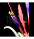 Tillandsia caput medusae x flabellata